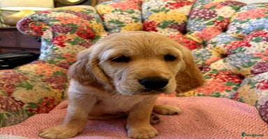 Golden Retriever dogs - Advert 2
