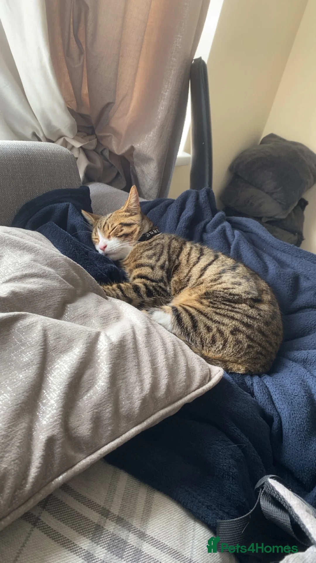 Domestic Shorthair cats for sale: Male tabby ready to go  - Advert 3