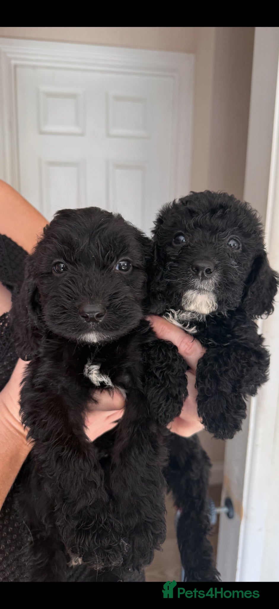 Cockapoo dogs Beautiful Cockapoo Puppies –2  Boys available  - Advert 1