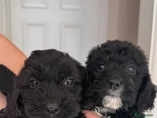 Cockapoo dogs Beautiful Cockapoo Puppies –2 Boys available - Advert 1