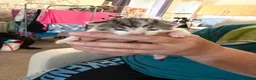 British Shorthair cats for sale: Kitten’s  in Darlington - Advert 12