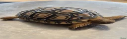 Tortoise reptiles for sale: Leopard Tortoise hatchlings in Rugby - Advert 7