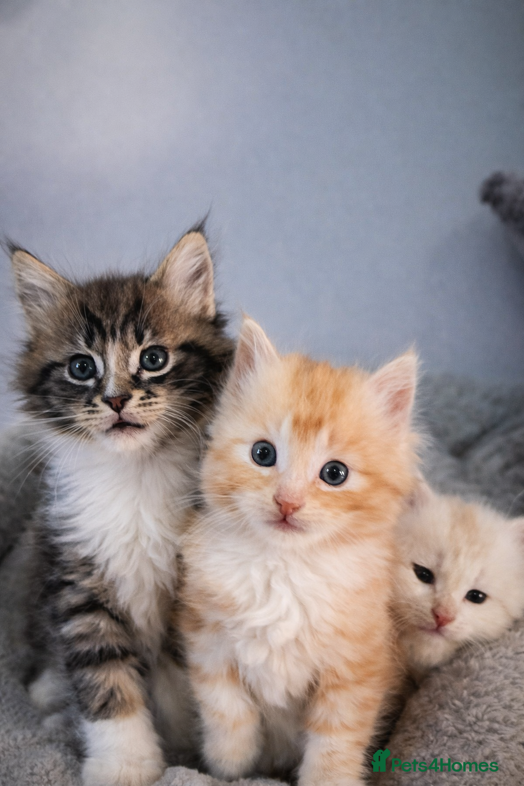 Maine Coon cats Beautiful main coon kitten ready for a new home. - Advert 3