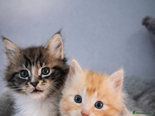 Maine Coon cats Beautiful main coon kittens ready for a new home. - Advert 9