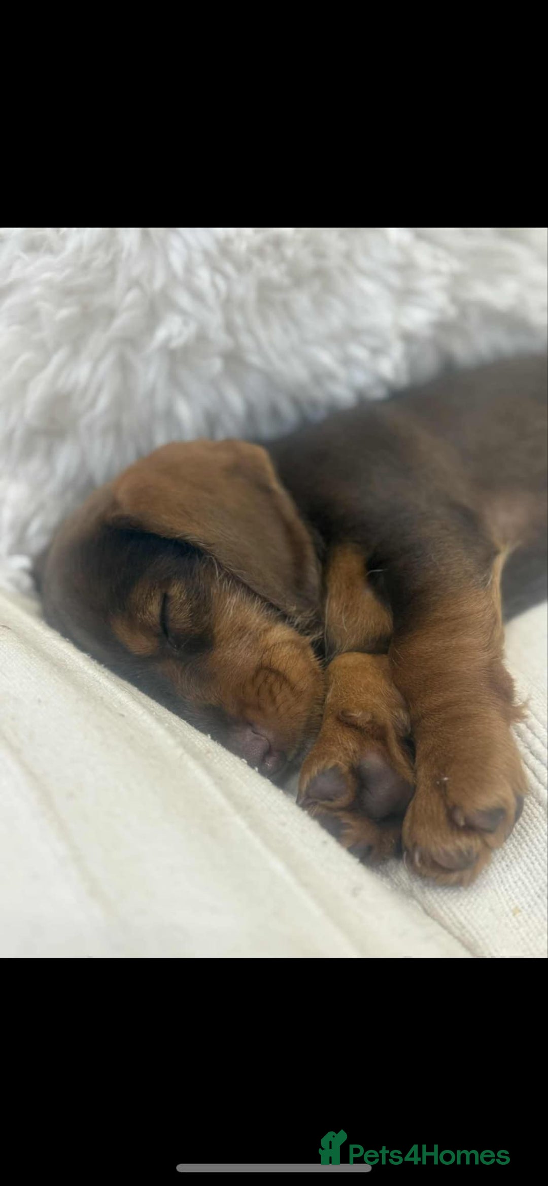 Dachshund dogs for sale: Stunning wired hair mini daxis  - Image 10