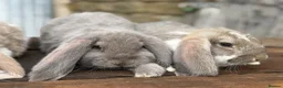 French Lop rabbits for sale: Stunning xl French lops  - Advert 28