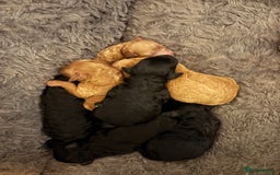 Cavapoo dogs for sale: Beautiful cavapoo puppies from a family home - Image 6