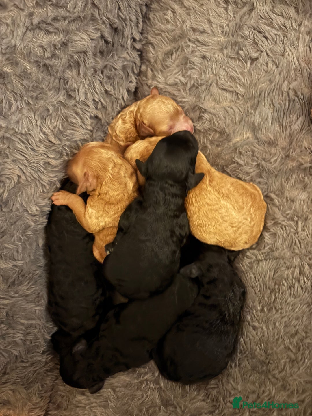 Cavapoo dogs for sale: Beautiful cavapoo puppies from a family home - Image 6