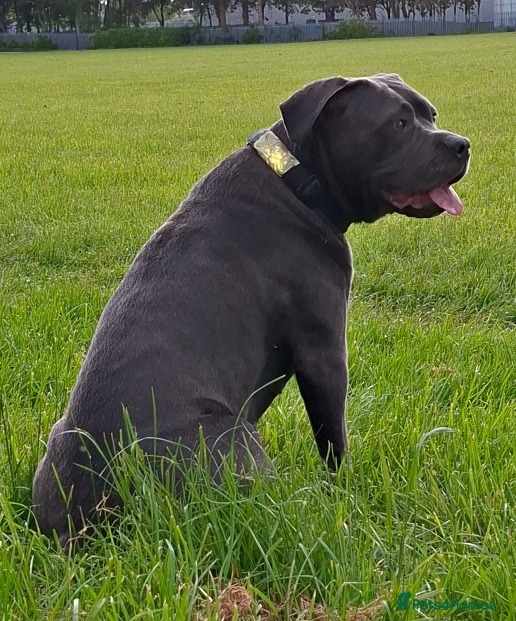 Cane Corso dogs Cane Corso Puppies - Advert 1