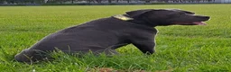 Cane Corso dogs for sale: Cane Corso Puppies - Advert 1