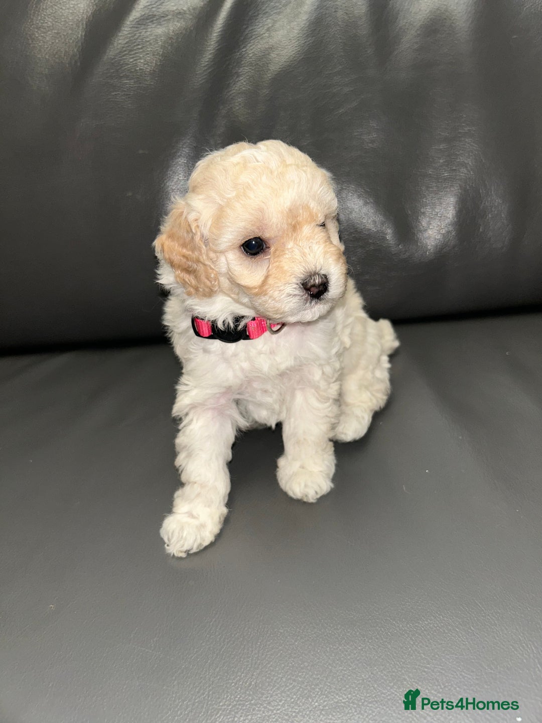 Cavapoochon dogs for sale: 🌟 Ready to leave 23rd Dec F1b cavapoochon puppies - Advert 9