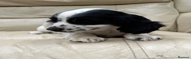 Cocker Spaniel 1
