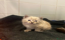 Snowshoe cats for sale: Girl kittens for sale - Image 4