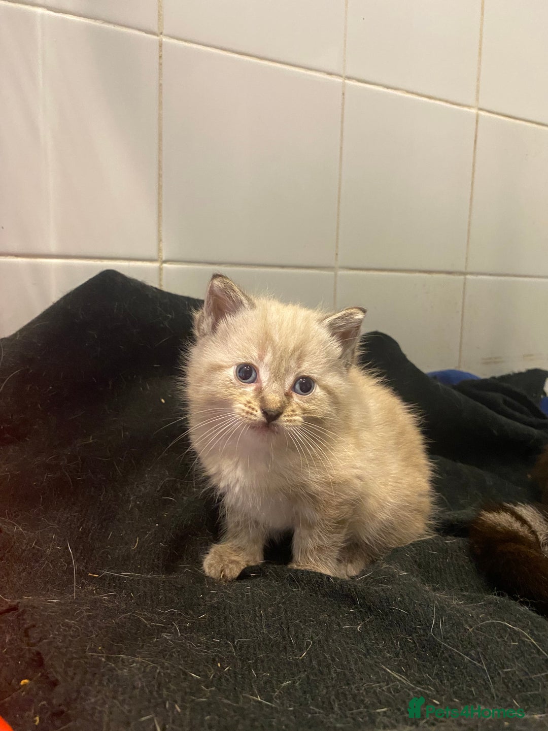 Snowshoe cats for sale: Girl kittens for sale - Image 4