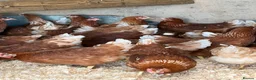 Chickens poultry for sale: Brown hybrid chickens  in Romford - Advert 11