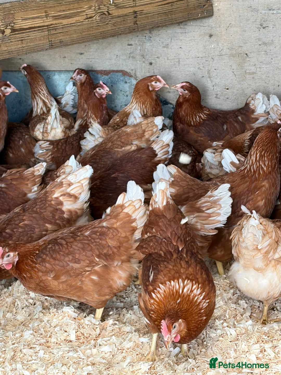 Chickens poultry for sale: Brown hybrid chickens  in Romford - Advert 11