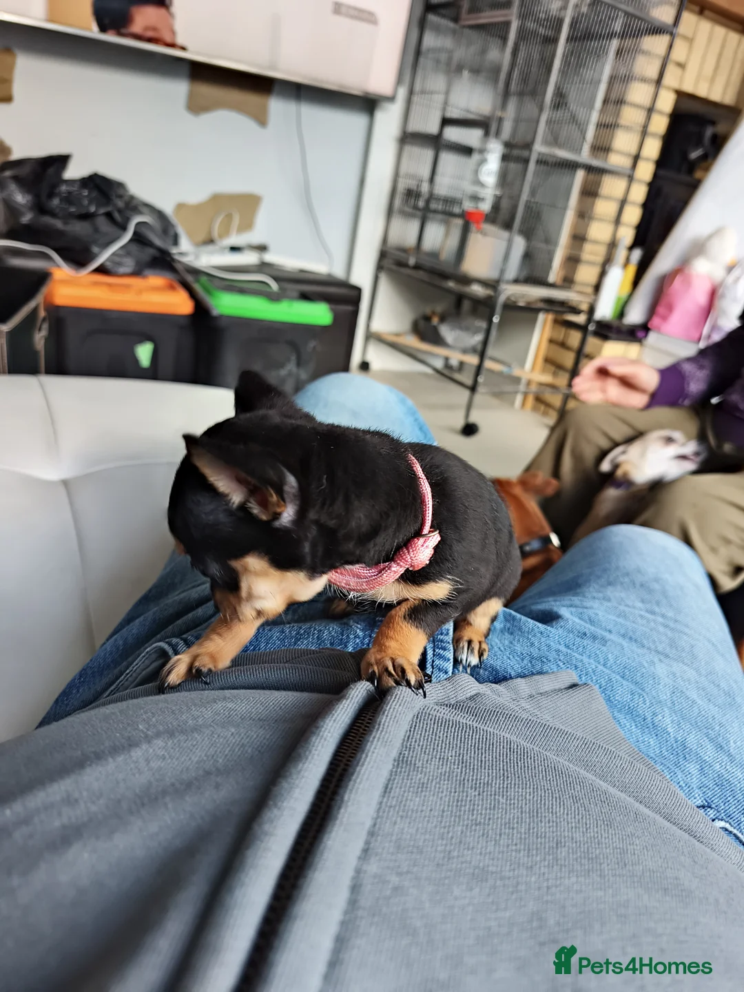 Chihuahua dogs for sale: 🐾Beautiful Xmas Day Chihuahua Puppies-Ready Now🐾 - Advert 4