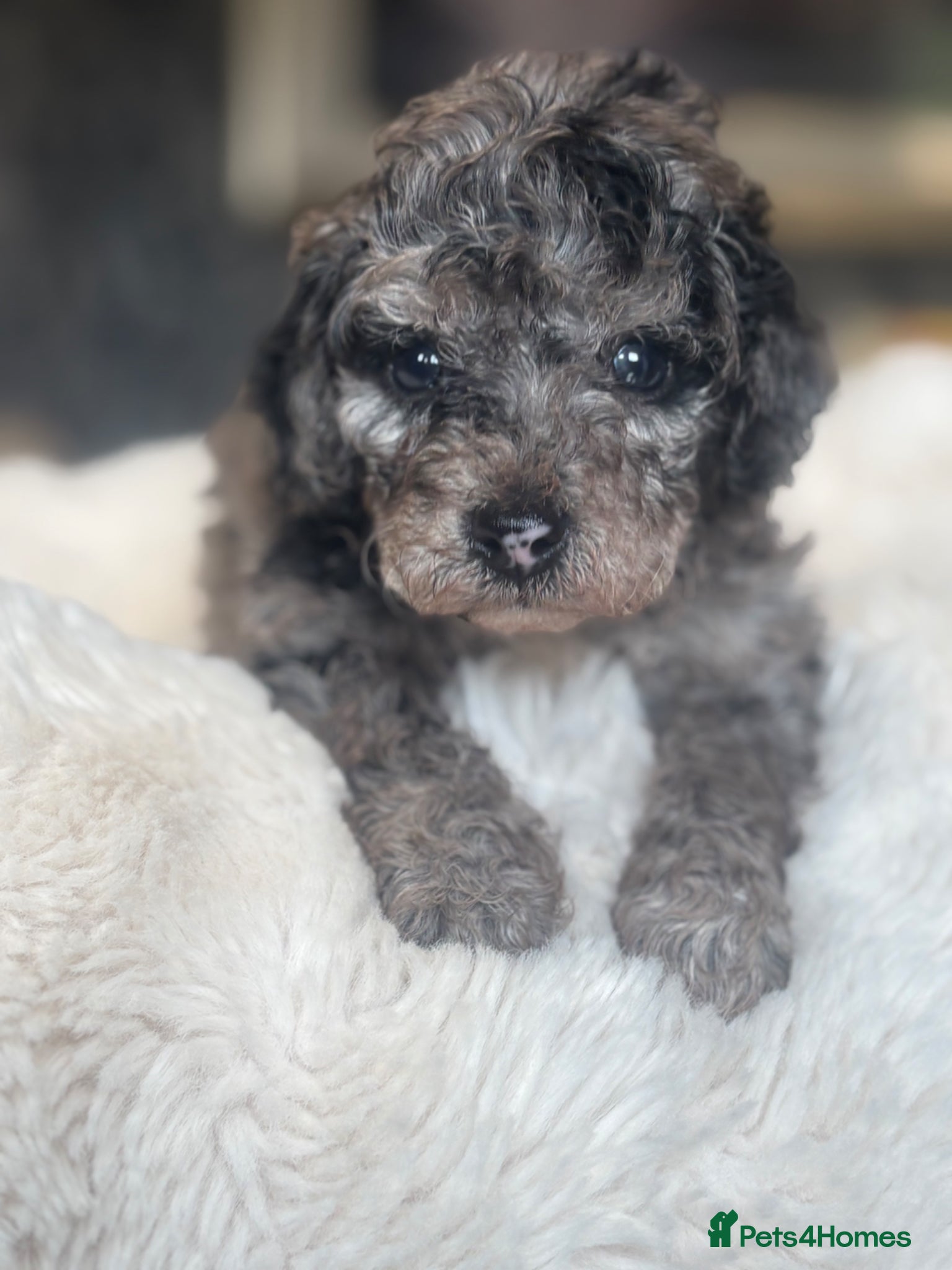 Cockapoo dogs for sale: Beautiful blue eyed cockapoo puppies - Advert 1
