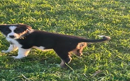 Border Collie dogs for sale: 4 Border collie puppies  - Advert 6