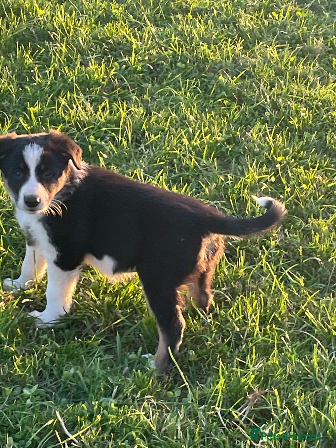 Border Collie dogs for sale: 4 Border collie puppies  - Advert 6