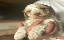 Cockapoo dogs for sale: Cockerpoo puppies F1 stunning colours - Image 30