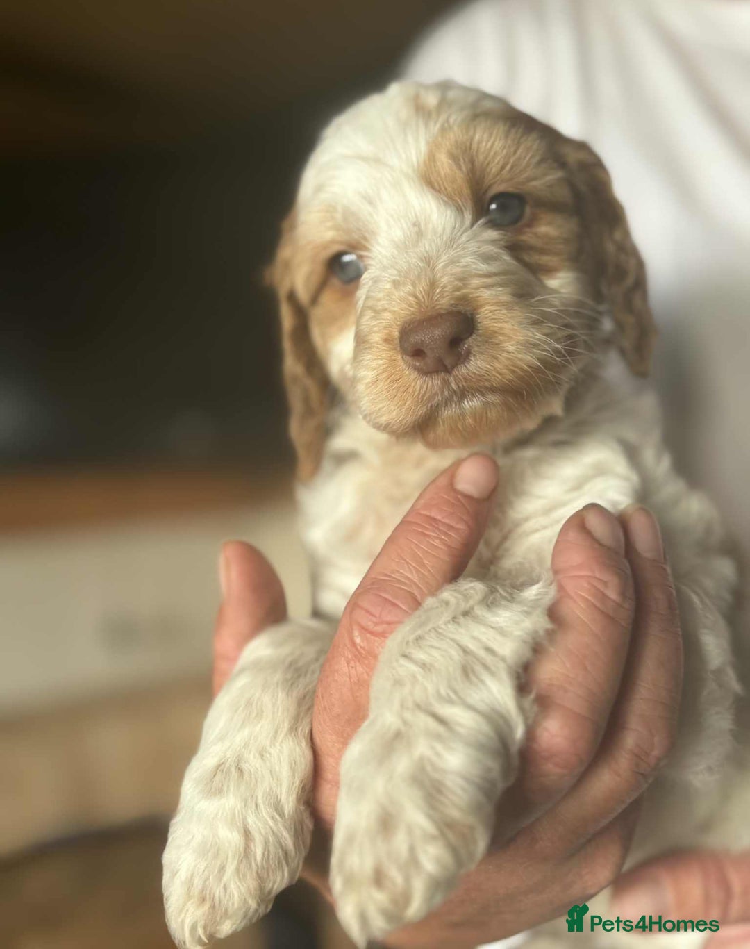 Cockapoo dogs for sale: Cockerpoo puppies F1 stunning colours - Image 30