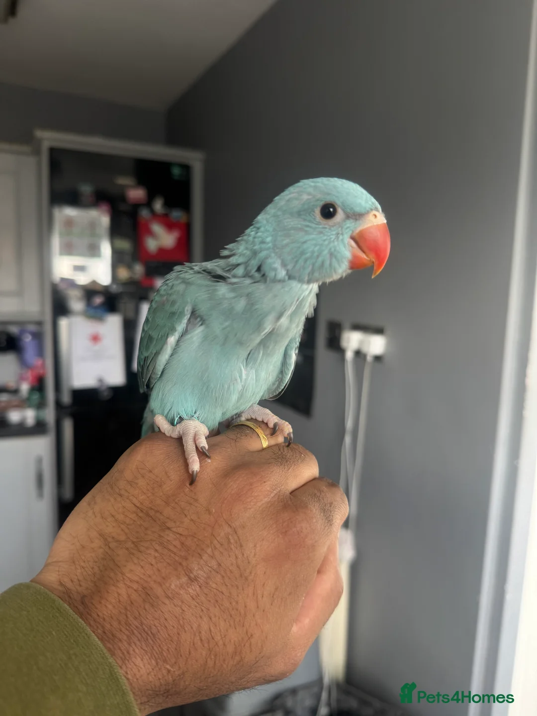 Parrots birds for sale: Handreared Indian Ringneck Babies  - Advert 1