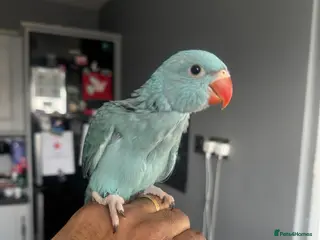 Parrots birds Handreared Indian Ringneck Babies - Advert 6