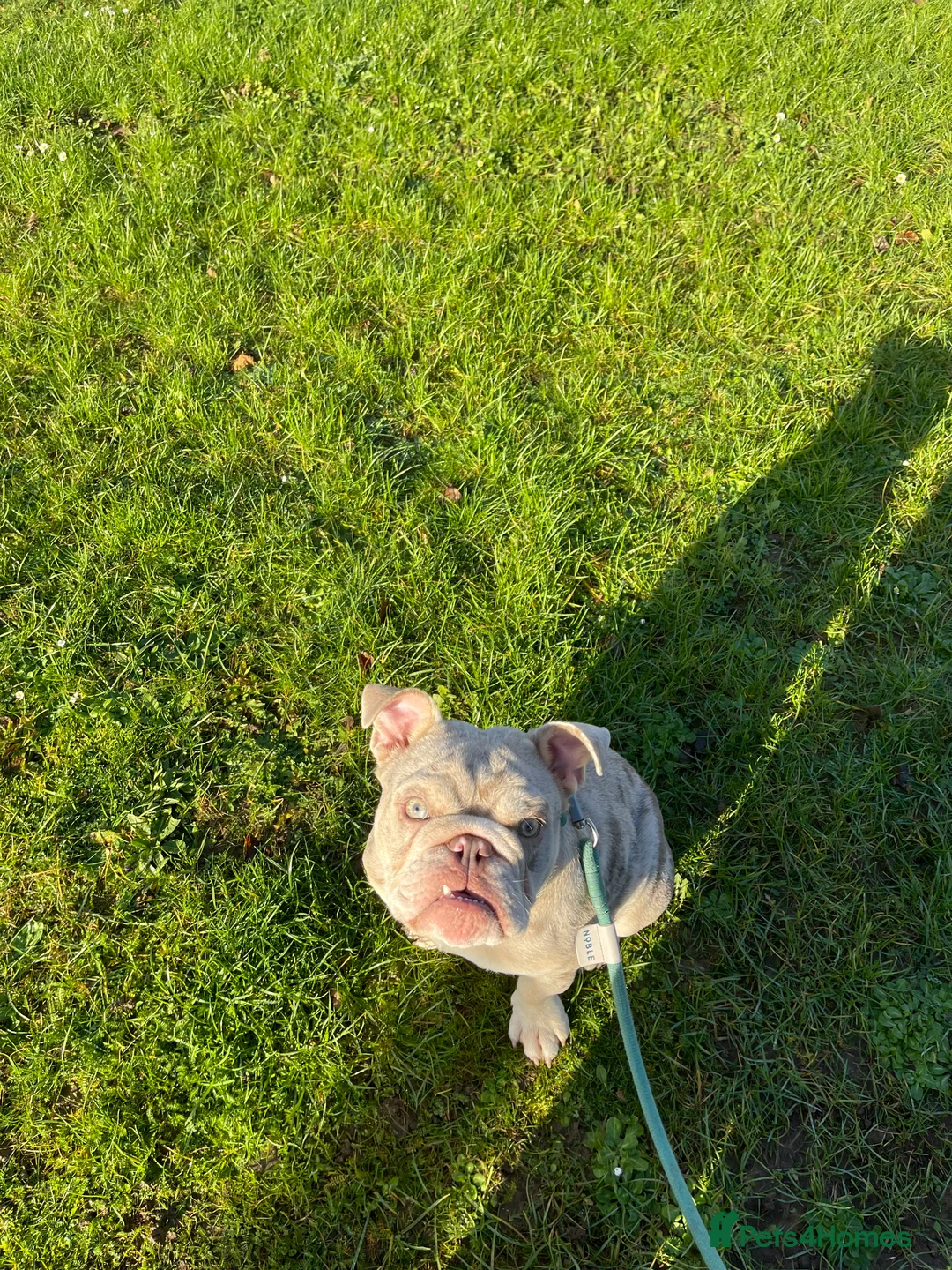 English Bulldog dogs for sale: Bulldog for rehoming  - Advert 1