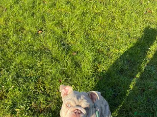 English Bulldog dogs Bulldog for rehoming - Advert 3