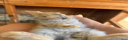 Continental Giant rabbits for sale: Continental Giants  - Advert 1