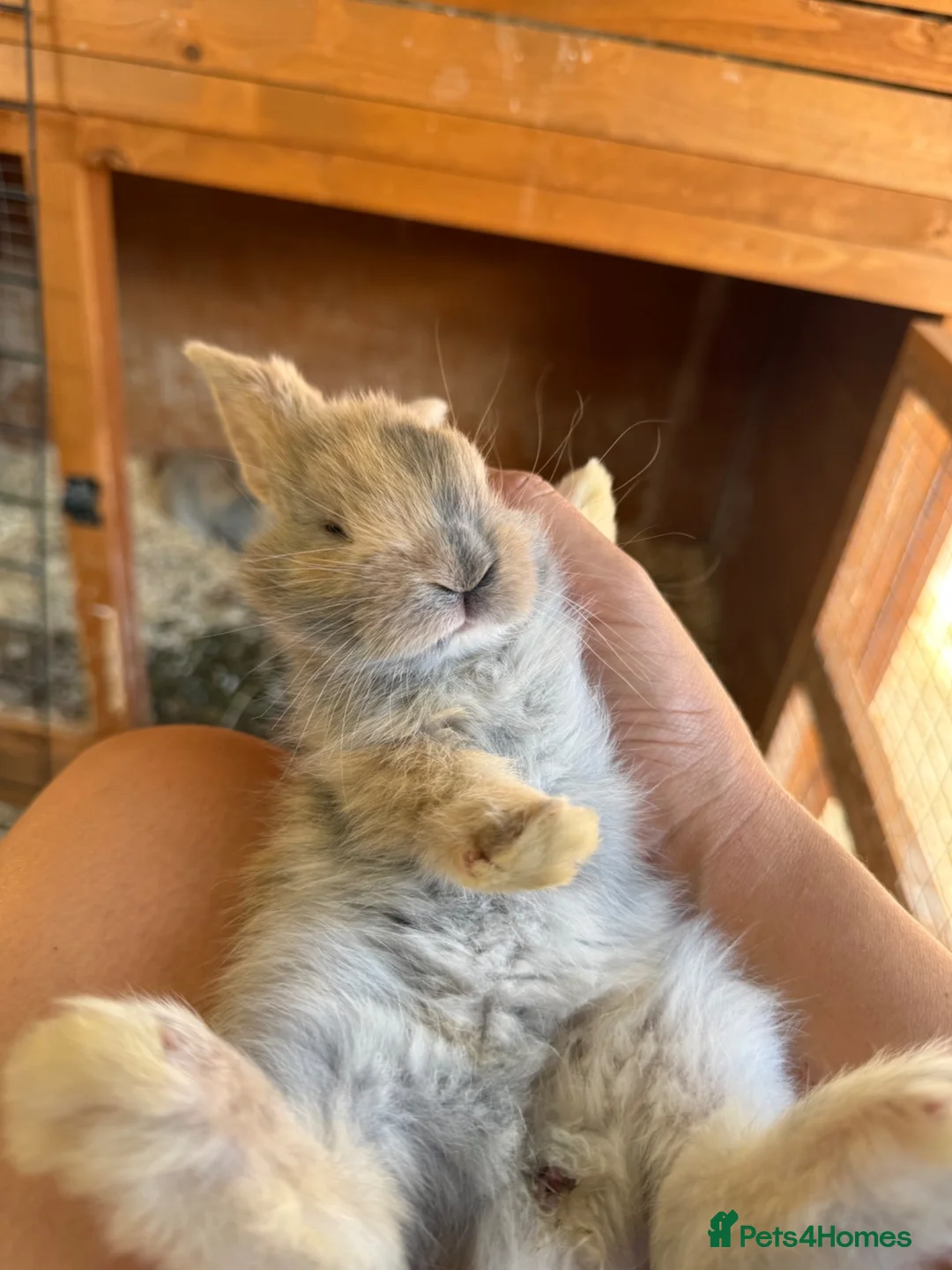 Continental Giant rabbits for sale: Continental Giants  - Advert 1