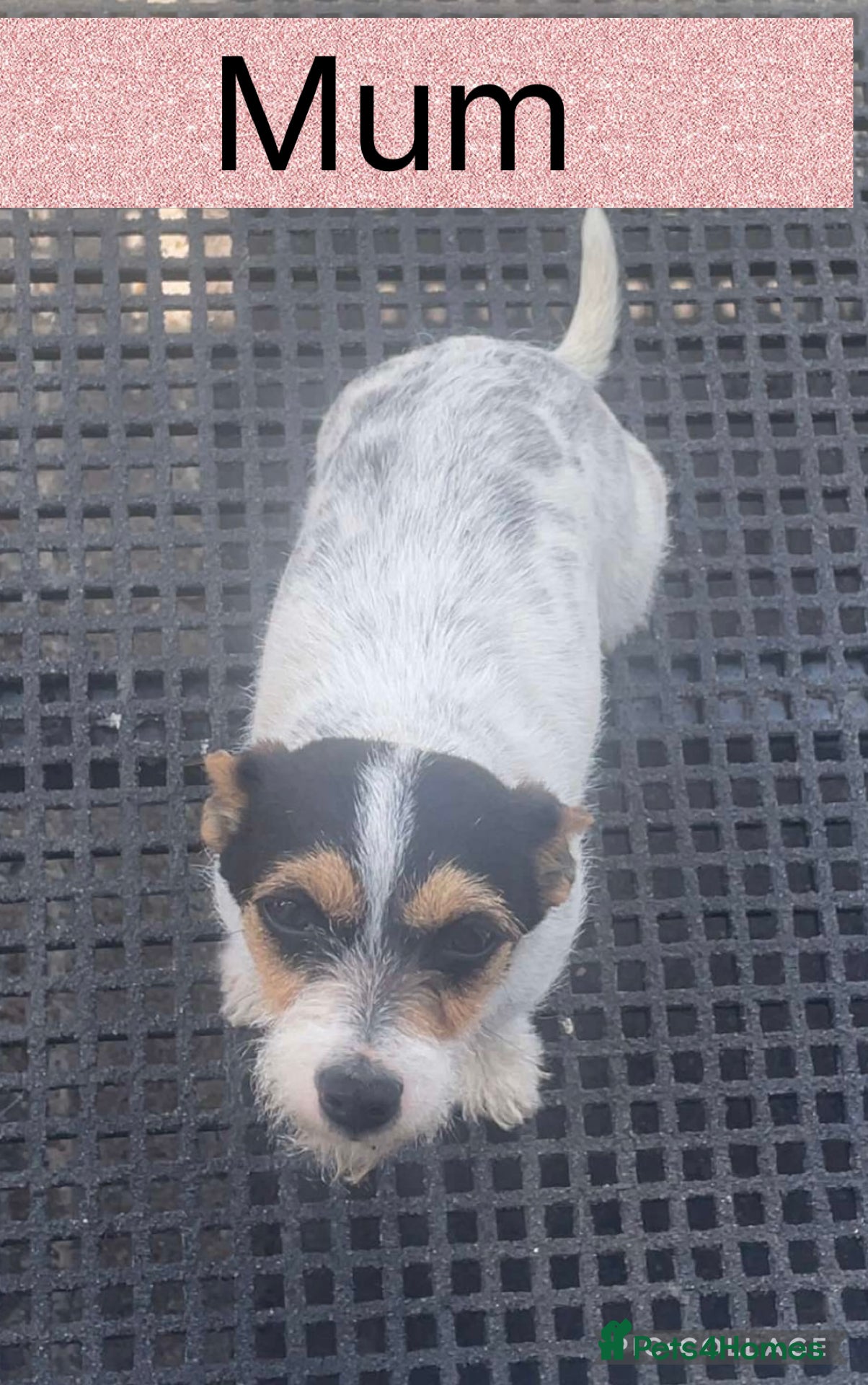 Chihuahua dogs Chihuahua puppies  - Advert 10