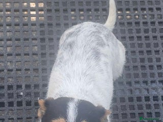 Chihuahua dogs Chihuahua puppies - Advert 10