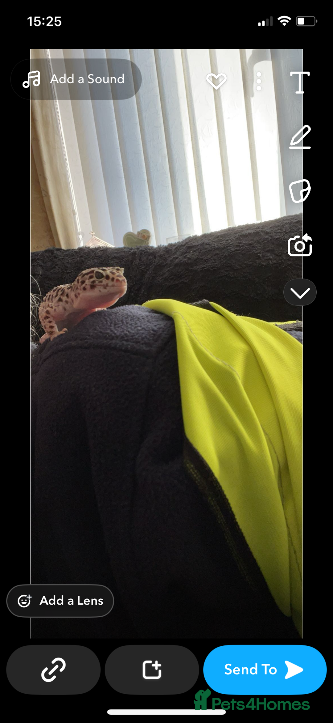 Leopard Gecko reptiles for sale: Male snow Mack leopard gecko  - Image 3