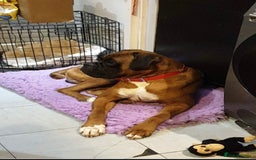 Boxer dogs for sale: Beautiful boxer puppies in Gainsborough  - Image 12