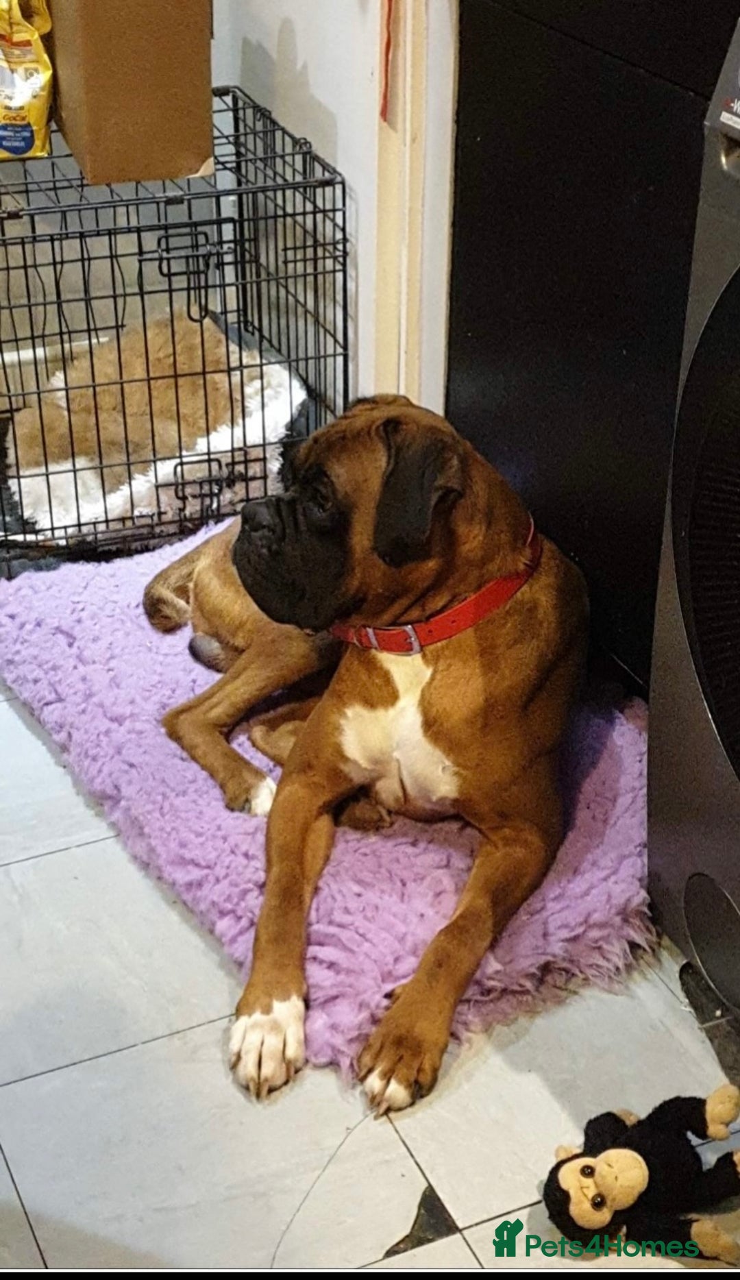 Boxer dogs for sale: Beautiful boxer puppies in Gainsborough  - Image 12