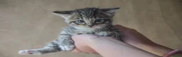 Mixed Breed cats for sale: Beautiful kittens, mixed Breed. - Advert 10