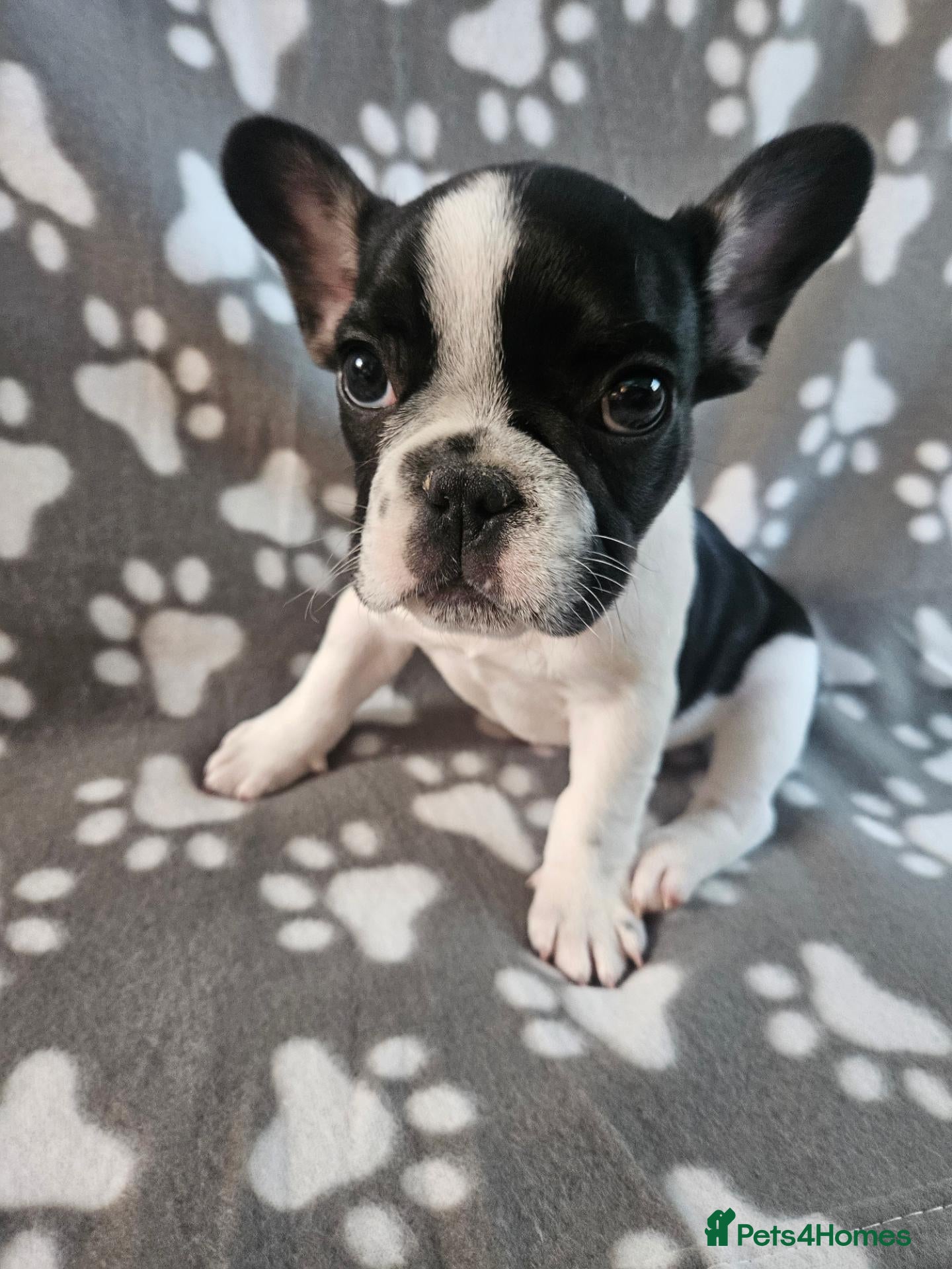 French Bulldog dogs French bulldog puppy 9 weeks  girls - Advert 7