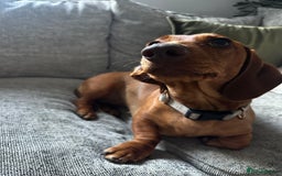 Miniature Dachshund dogs for sale: Urgent rehome needed - Image 3