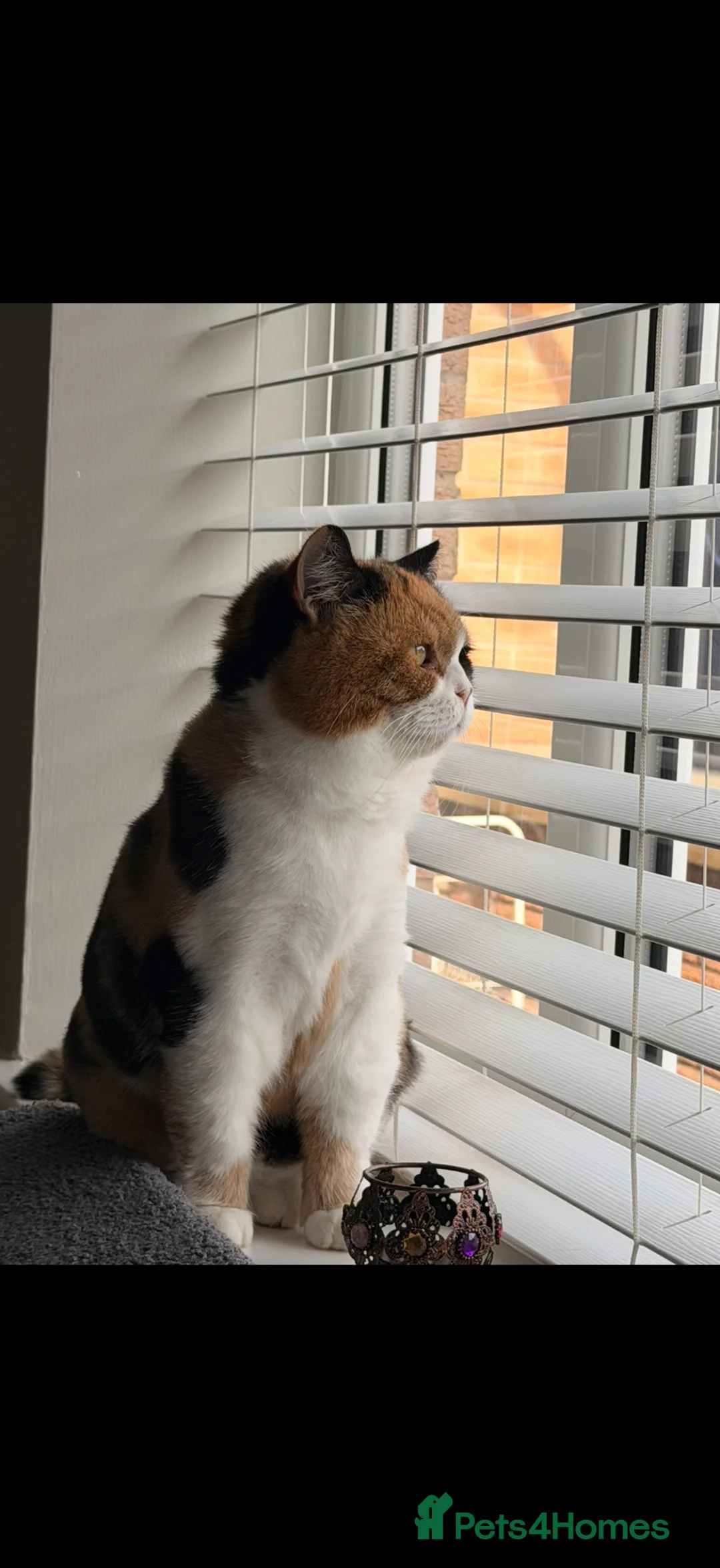 British Shorthair cats for sale: 7 year old female  - Advert 8
