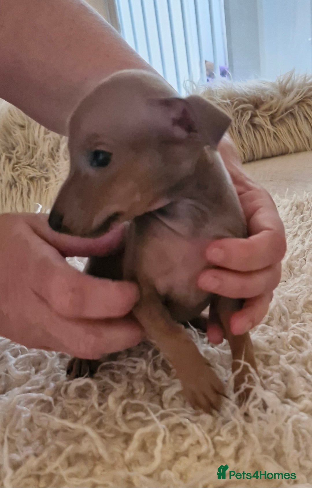 Italian Greyhound dogs for sale: KC reg  Italian greyhound puppies  - Image 7