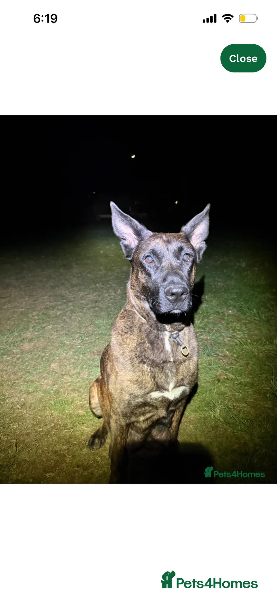 German Shepherd dogs for sale: Dutch herder X GSD  in Wakefield - Advert 2