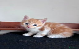 Mixed Breed cats for sale: 3 Long Furred Kittens Fluffy Ginger White Mix - Advert 9