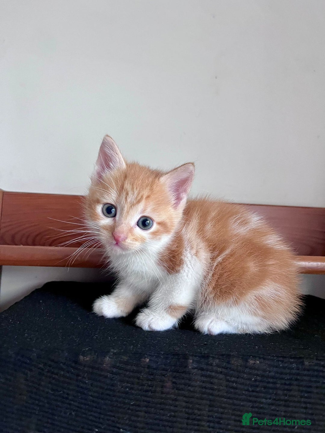 Mixed Breed cats for sale: 3 Long Furred Kittens Fluffy Ginger White Mix - Advert 9