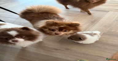 Pomeranian dogs Ready in 2 weeks! Two Beautiful teddy bear faces🐻 - Advert 15