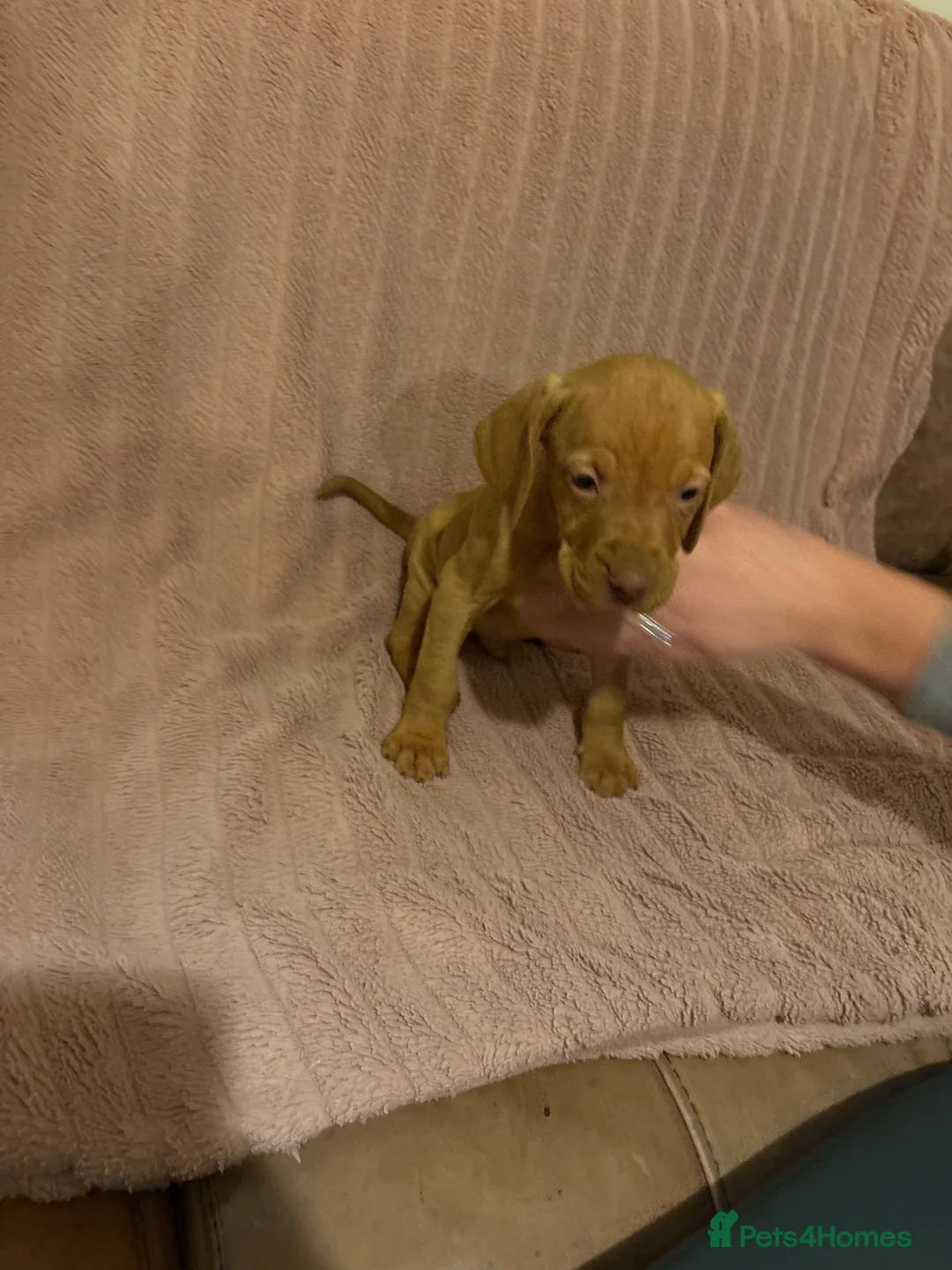 Hungarian Vizsla dogs for sale: Hungarian vizsla pups - Advert 13