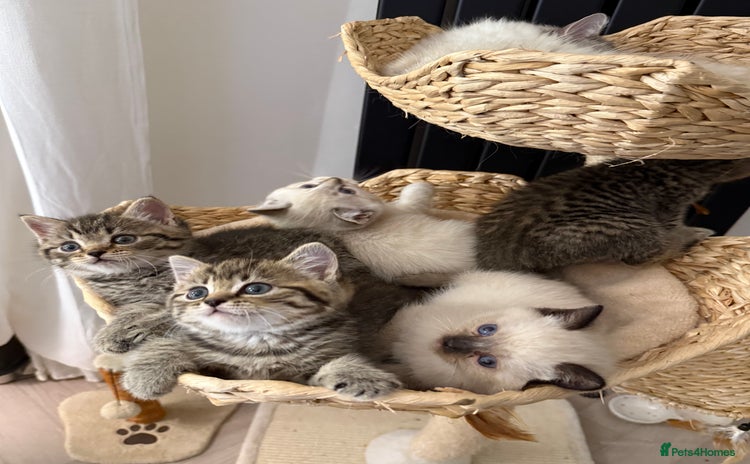 Mixed Breed cats - Advert 2