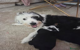 Bordoodle dogs for sale: F2 Bordoodle puppies - Image 1