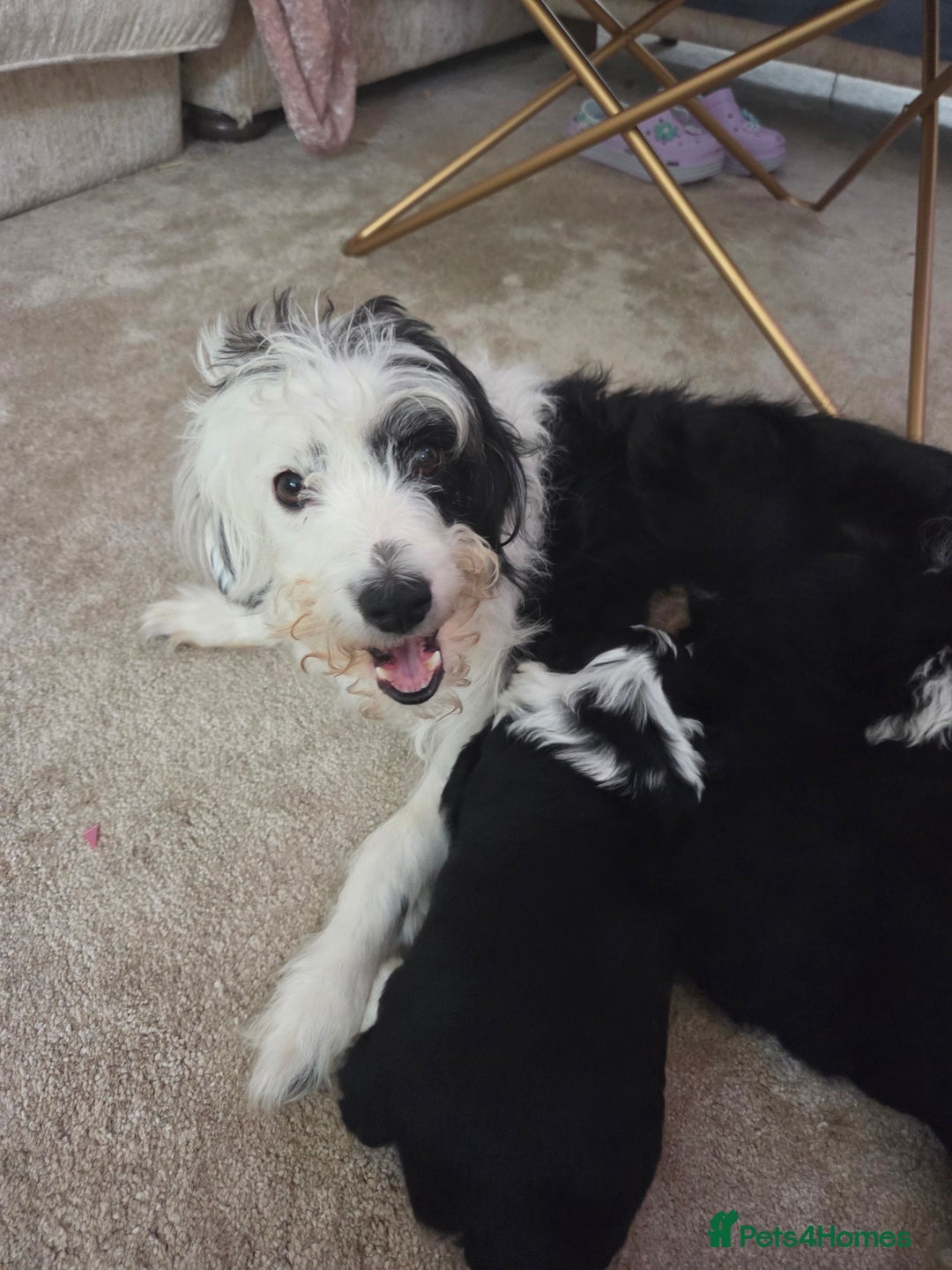 Bordoodle dogs for sale: F2 Bordoodle puppies - Image 1